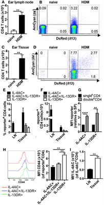 IL-4 Is a Key Requirement for IL-4- and IL-4/IL-13-Expressing CD4 Th2 Subsets in Lung and Skin